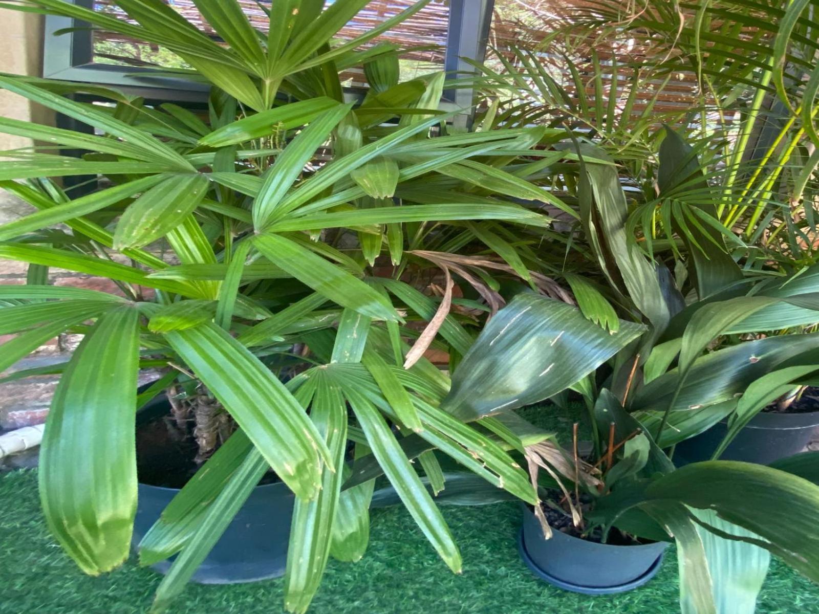 Aloe Guesthouse Klerksdorp Pokoj fotografie